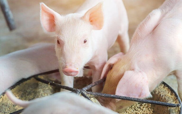How To Formula Pig Feed Ingredients?