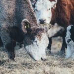 How do the Regenerative Organic Standards compare to the Canadian Organic Standards