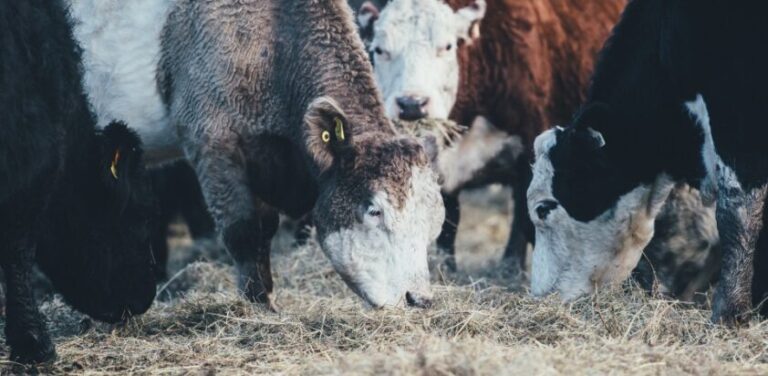 How do the Regenerative Organic Standards compare to the Canadian Organic Standards