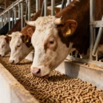 cow feed pellets